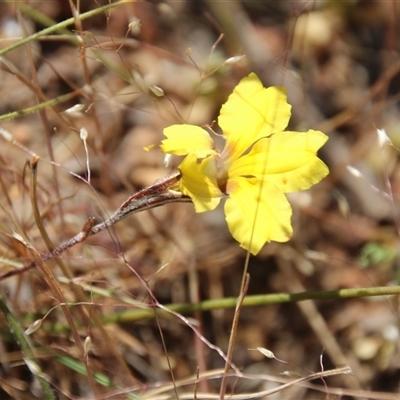 Goodenia hederacea subsp. hederacea (Ivy Goodenia, Forest Goodenia) at Watson, ACT - 9 Nov 2014 by Jennybach