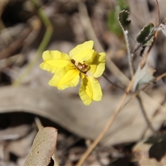 Goodenia hederacea subsp. hederacea at Watson, ACT - 9 Nov 2014