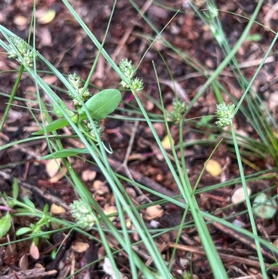 Carex inversa (Knob Sedge) at Higgins, ACT - 1 Dec 2024 by Untidy