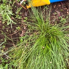 Carex inversa at Higgins, ACT - suppressed