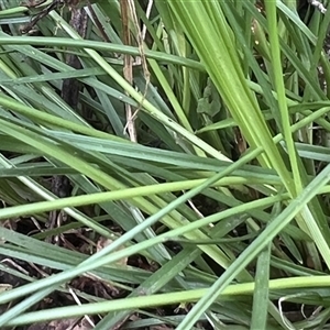 Carex inversa at Higgins, ACT - suppressed