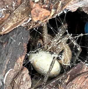 Neosparassus calligaster (Beautiful Badge Huntsman) at Gilmore, ACT by Melmo