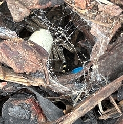 Neosparassus calligaster at Gilmore, ACT - 1 Dec 2024 02:38 PM