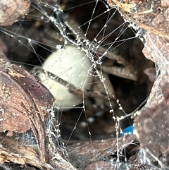 Neosparassus calligaster at Gilmore, ACT - 1 Dec 2024 02:38 PM