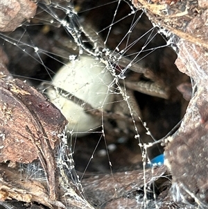 Neosparassus calligaster at Gilmore, ACT - 1 Dec 2024 02:38 PM
