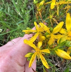 Hypericum perforatum (St John's Wort) at Moss Vale, NSW - 1 Dec 2024 by lbradley