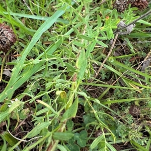 Hypericum perforatum at Moss Vale, NSW - 1 Dec 2024 02:45 PM