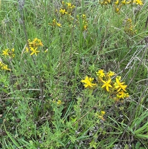 Hypericum perforatum at Moss Vale, NSW - 1 Dec 2024 02:45 PM