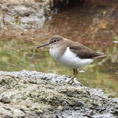 Actitis hypoleucos (Common Sandpiper) at Greenway, ACT - 1 Dec 2024 by LineMarie