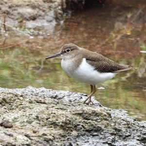 Actitis hypoleucos (Common Sandpiper) at Greenway, ACT by LinePerrins