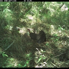 Alectura lathami (Australian Brush-turkey) at Pipeclay, NSW - 23 Nov 2024 by MVM