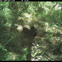 Alectura lathami at Pipeclay, NSW - suppressed