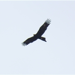 Aquila audax (Wedge-tailed Eagle) at Hume, ACT - 1 Dec 2024 by RodDeb