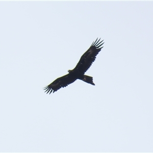 Aquila audax (Wedge-tailed Eagle) at Hume, ACT by RodDeb