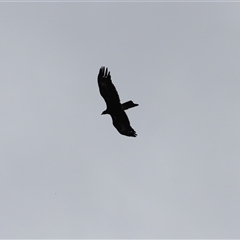 Aquila audax at Hume, ACT - 1 Dec 2024 12:49 PM