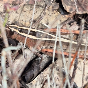 Apotropis tricarinata at Bungendore, NSW - suppressed