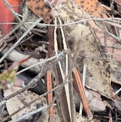 Apotropis tricarinata at Bungendore, NSW - suppressed