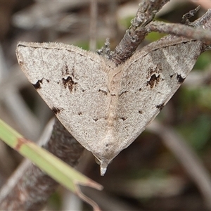 Dichromodes estigmaria at Hall, ACT - 1 Dec 2024 12:45 PM