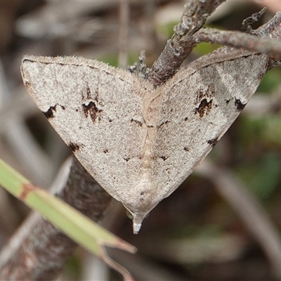 Dichromodes estigmaria (Pale Grey Heath Moth) at Hall, ACT - 1 Dec 2024 by Anna123