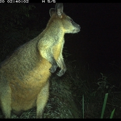 Wallabia bicolor (Swamp Wallaby) at Pipeclay, NSW - 20 Oct 2024 by MVM