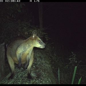 Wallabia bicolor at Pipeclay, NSW - suppressed