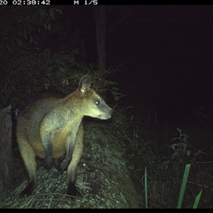 Wallabia bicolor at Pipeclay, NSW - 20 Oct 2024