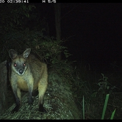 Wallabia bicolor at Pipeclay, NSW - suppressed