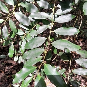 Diospyros australis at Pappinbarra, NSW by jonvanbeest