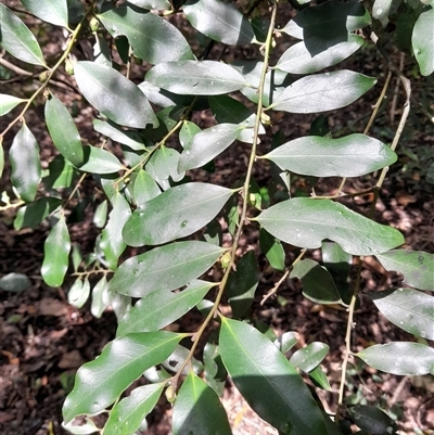 Diospyros australis at Pappinbarra, NSW - 1 Dec 2024 by jonvanbeest