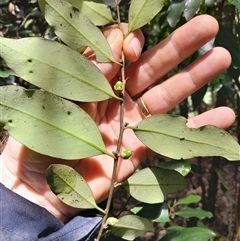 Diospyros australis at Pappinbarra, NSW - 1 Dec 2024 11:50 AM