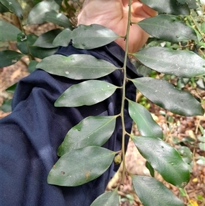 Diospyros australis at Pappinbarra, NSW - 1 Dec 2024 11:50 AM