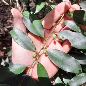 Diospyros australis at Pappinbarra, NSW - 1 Dec 2024 11:50 AM