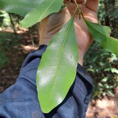 Litsea reticulata (Bolly Gum) at Pappinbarra, NSW - 1 Dec 2024 by jonvanbeest