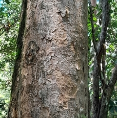 Litsea reticulata at Rosewood, NSW - 1 Dec 2024 11:36 AM