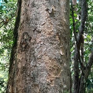 Litsea reticulata at Rosewood, NSW - 1 Dec 2024 11:36 AM