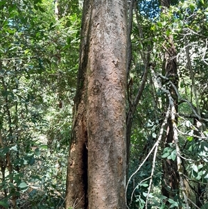 Litsea reticulata at Rosewood, NSW - 1 Dec 2024