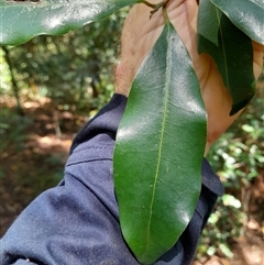 Litsea reticulata at Rosewood, NSW - 1 Dec 2024