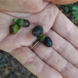 Litsea reticulata at Pappinbarra, NSW - 1 Dec 2024 11:36 AM