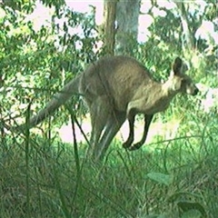 Macropus giganteus (Eastern Grey Kangaroo) at Pipeclay, NSW - 26 Oct 2024 by MVM