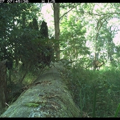 Macropus giganteus at Pipeclay, NSW - 27 Oct 2024