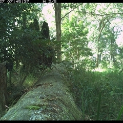 Macropus giganteus at Pipeclay, NSW - suppressed