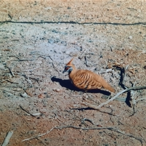 Geophaps plumifera at Davenport, NT - 27 Jul 2001