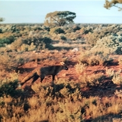 Vulpes vulpes at Coondambo, SA - 8 Jul 2001 by MB