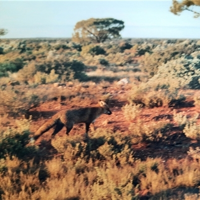 Vulpes vulpes (Red Fox) at Coondambo, SA - 9 Jul 2001 by MB