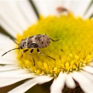 Nysius vinitor (Rutherglen bug) at Evatt, ACT by Thurstan