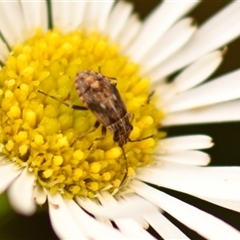 Nysius vinitor at Evatt, ACT - 1 Dec 2024 01:49 PM