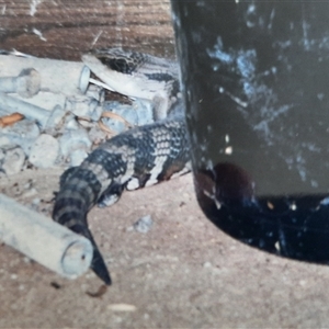 Tiliqua scincoides scincoides at Richardson, ACT - 15 Feb 2000