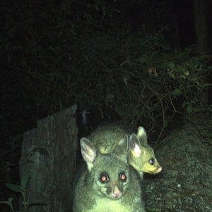 Trichosurus vulpecula at Pipeclay, NSW - suppressed