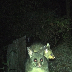 Trichosurus vulpecula at Pipeclay, NSW - 27 Oct 2024