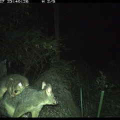Trichosurus vulpecula at Pipeclay, NSW - suppressed